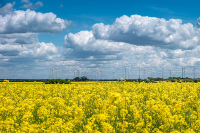 Scenic view of oilseed rape field against sky