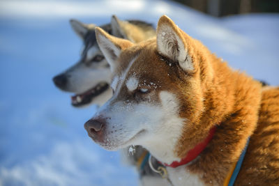 Close-up of a dog looking away