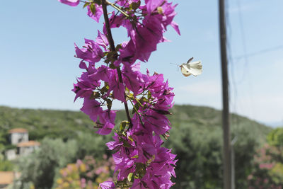 Close-up of insect pollinating on purple flowering plant