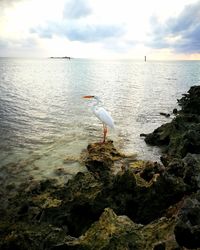 Birds on rock in sea against sky