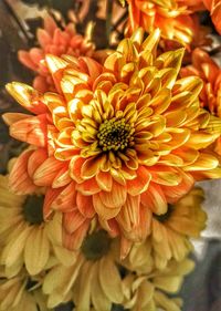 Close-up of orange flowers