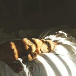 Close-up of cat sleeping in bed