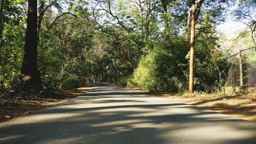 Road amidst trees in forest