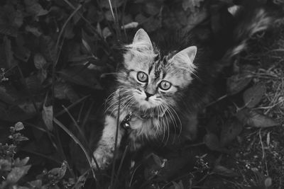 Portrait of a cat on field