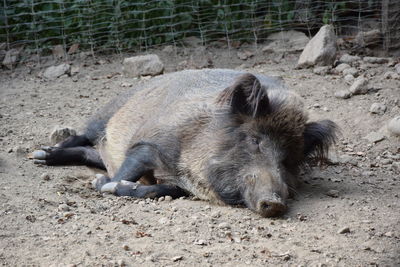 Pig lying on a field