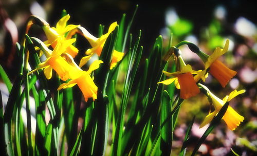 Close-up of yellow flowers