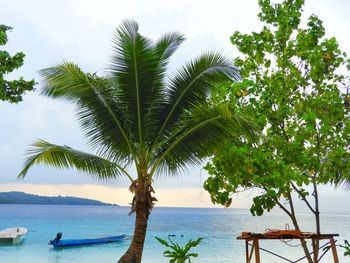 Palm trees on beach against sky