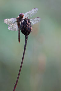 Close-up of misty dragonfly on a plant in autumn 