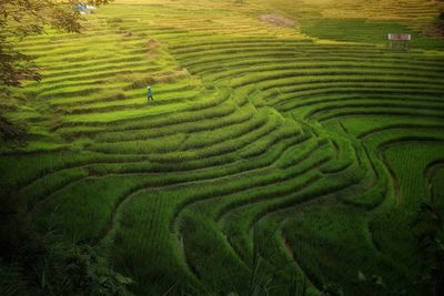 Farmers and rice fields 