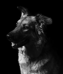 Close-up of dog over black background