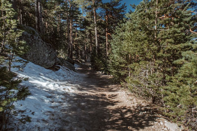 Trees growing in forest