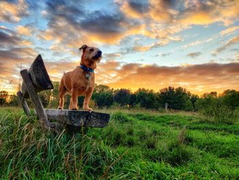 Dog standing in field during sunset