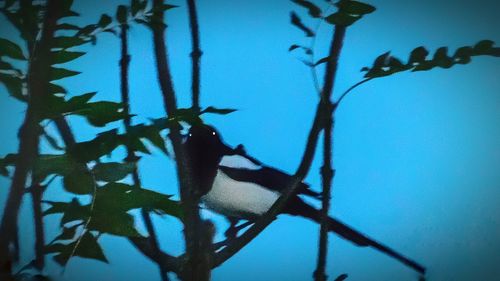 Low angle view of bird perching on tree against sky