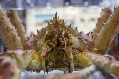 Close-up of crab on ground