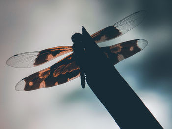 Low angle view of butterfly on leaf