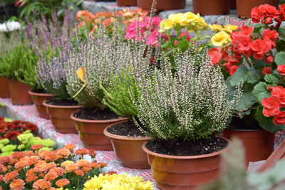 Street flower market, shop with various flowers in pots. multicolored blooming heather,