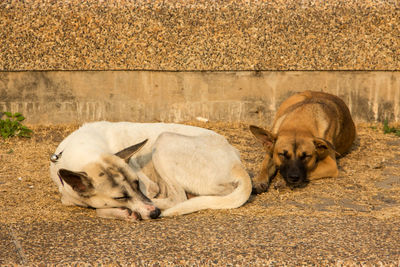 View of a sleeping dog