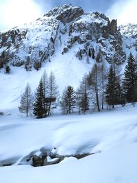 Snow covered trees against sky