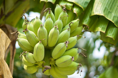 Close-up of fruits growing on tree