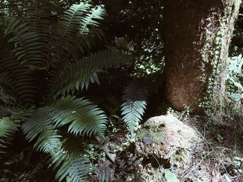 Low angle view of trees