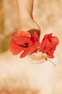 Close-up of red rose