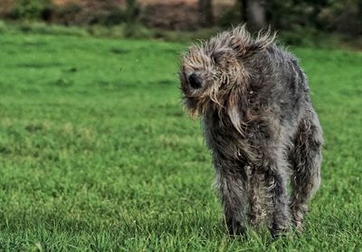 Dog on grass