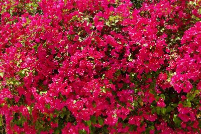 Full frame shot of pink flowers