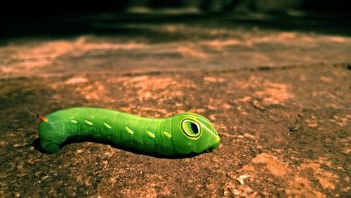 High angle view of green caterpillar on rock