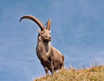 Low angle view of giraffe on field against sky