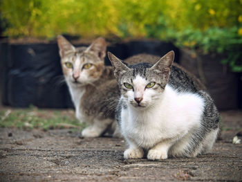 Close-up of cat