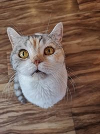 Close-up portrait of a cat