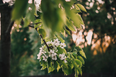 Abstract spring seasonal background of blooming white cherry.