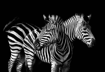 Zebras standing against black background