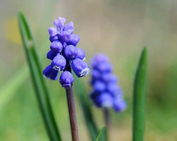 Close-up of purple iris flower