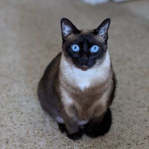 Portrait of cat sitting outdoors