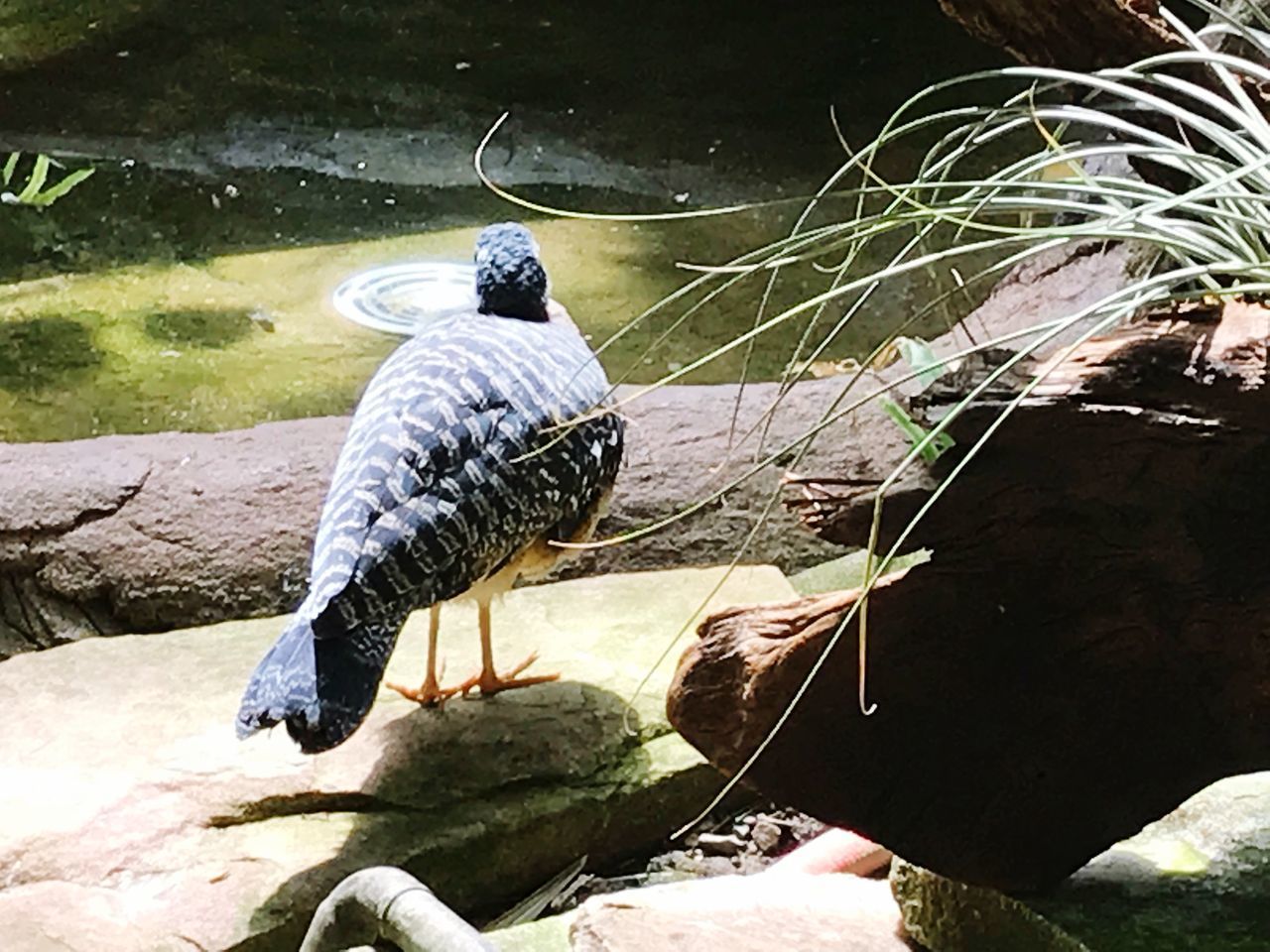 HIGH ANGLE VIEW OF BIRD PERCHING ON ROCK IN LAKE