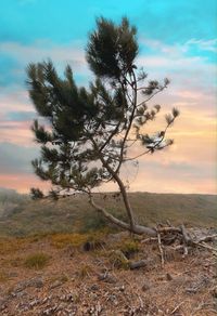 Tree on field against sky during sunset