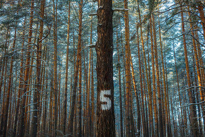 Low angle view of bamboo trees in forest