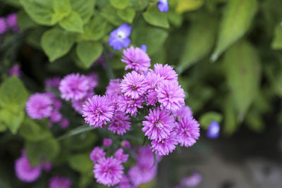 Close-up of purple flowers blooming outdoors