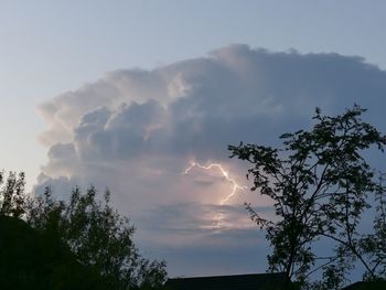 Low angle view of trees against sky