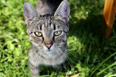 Close-up portrait of a cat