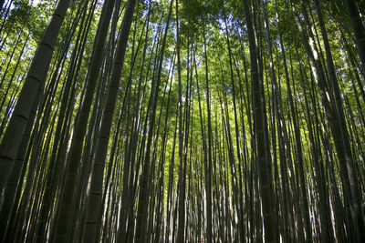 Low angle view of bamboo trees in forest