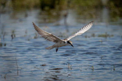 Bird flying over lake