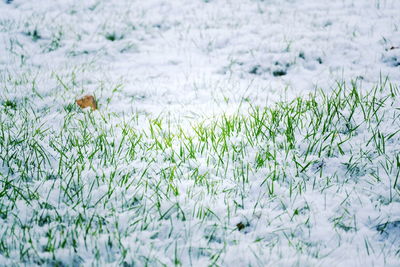 Plants growing on field during winter