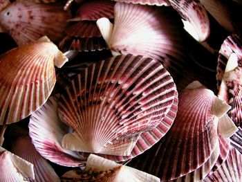 Close-up of seashells on mushrooms
