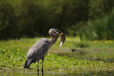 High angle view of blue heron perching on a lake with fish 