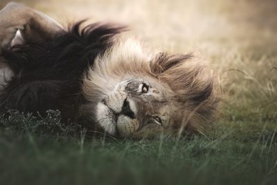 Close-up of a cat resting on field