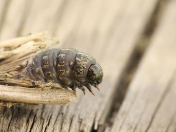 Close-up of caterpillar on wood