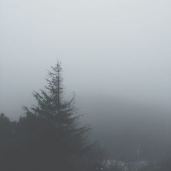 Trees in foggy weather