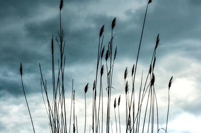 Low angle view of stalks against cloudy sky